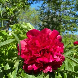 Meet your Posher, Noel